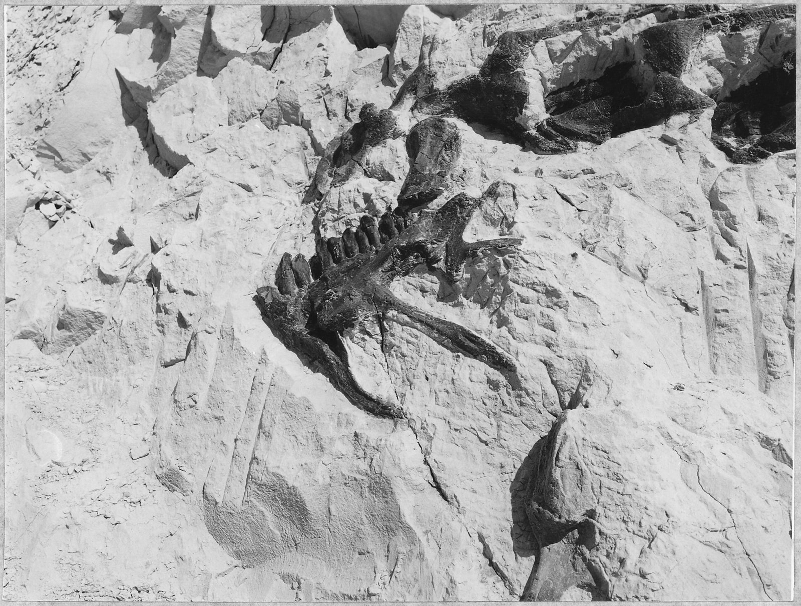 A dinosaur fossil photographed for an archive collection.