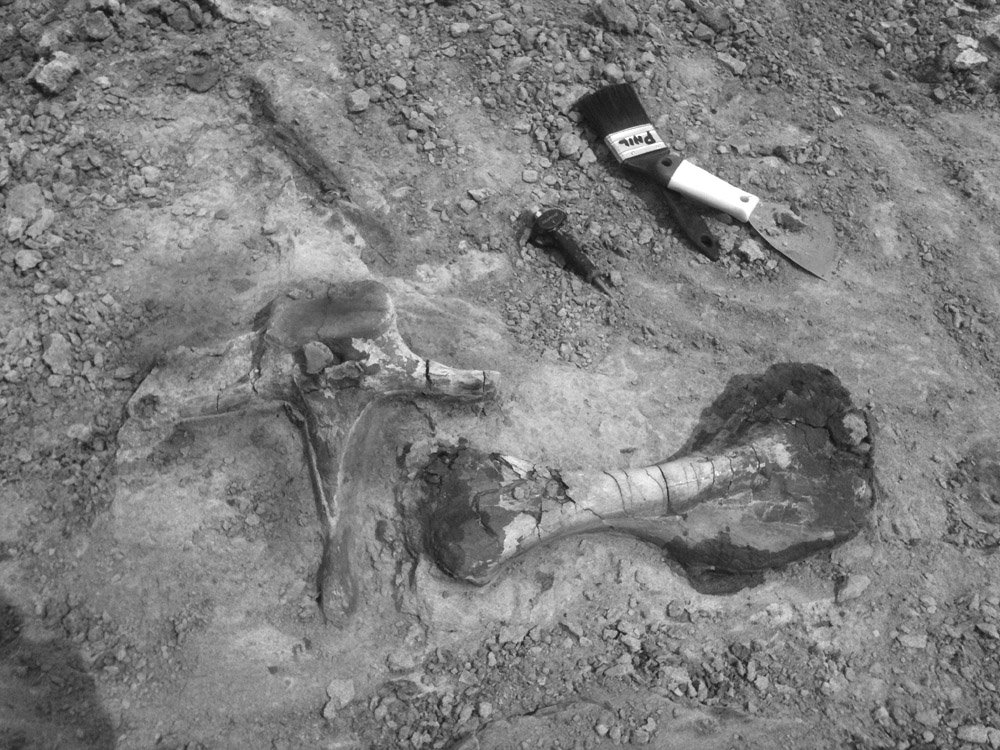 Fossilised dinosaur bones.