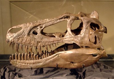 A replica skull of the small tyrannosaur specimen known as Jane.