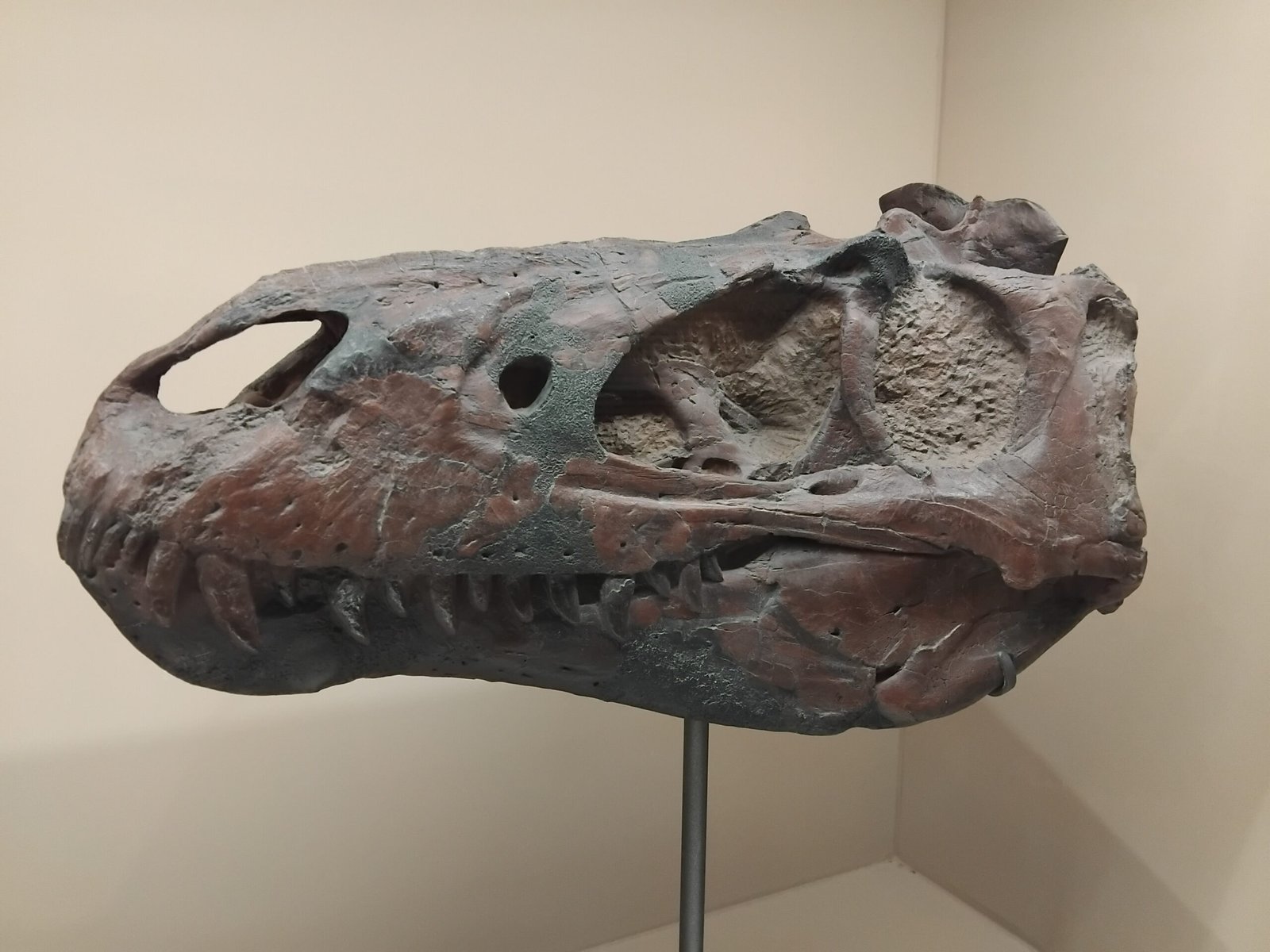 A Nanotyrannus display at a natural history museum exhibition in Paris.
