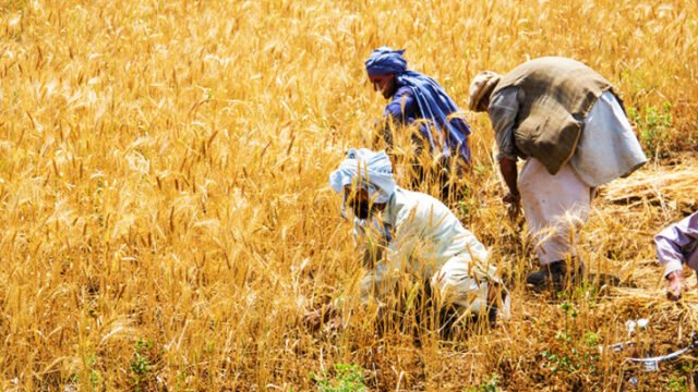 Hybrid Wheat Seed Pakistan: UAF and Guard Agriculture Target 98 Maunds Per Acre