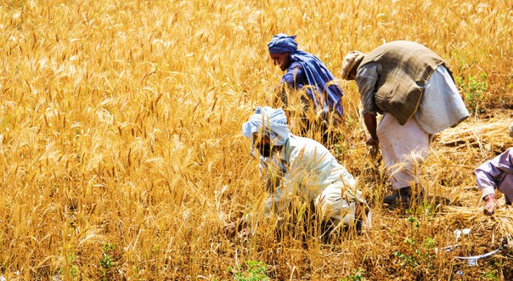 Hybrid Wheat Seed Pakistan: UAF and Guard Agriculture Target 98 Maunds Per Acre